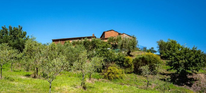 Tenuta Agricola a Montecarlo (LU) Tenuta Agricola a Montecarlo (LU)